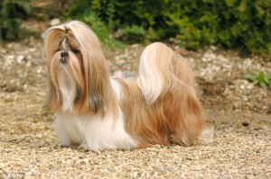 Dispute over origin: China has insisted that the Shih-Tzu dog is officially reclassified as Chinese rather than Tibetan 